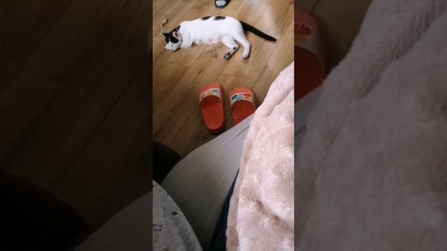 21 - День 37-й. Он подумал, что я большая кошка. Подбежал, обнял и заснул смотреть онлайн