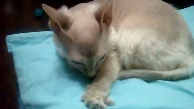 Кошка сосет свой хвост смотреть онлайн