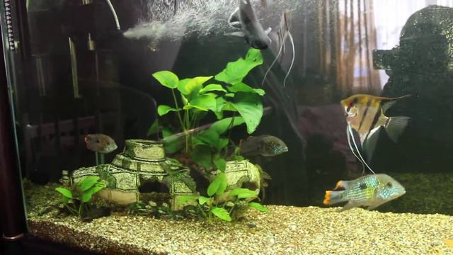 Фильтр FLUVAL FX6 смотреть онлайн