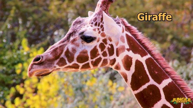 Guess that SCHLEICH ANIMAL! "Jungle Daddy" learn wild animals jungle safari mojo planet смотреть онлайн