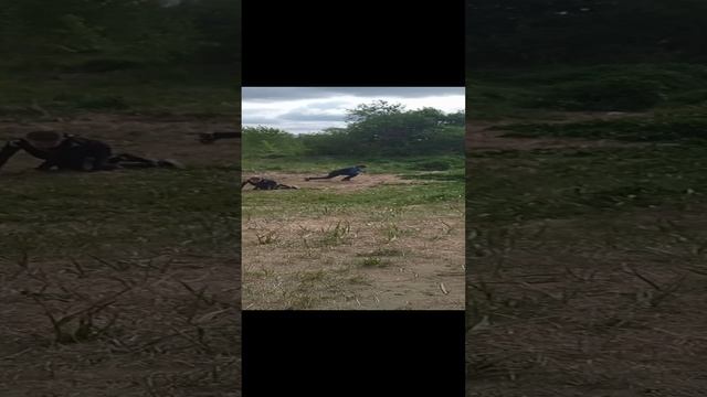 VID_20230519_161747.mp4