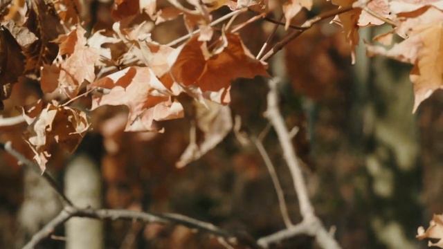 Лунная соната.Ludwig van Beethoven.Прогулка по лесу. смотреть онлайн