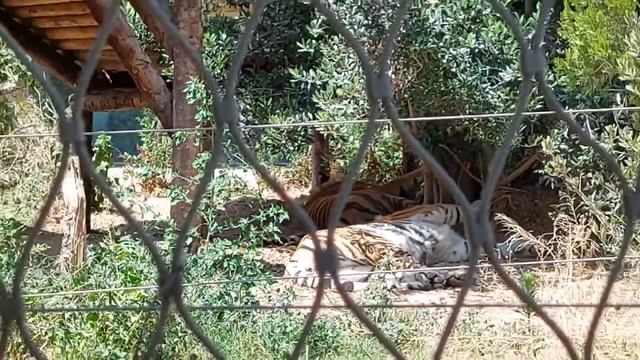 Bakı Zooloji Parkı - BAKU ZOO PARK / Baku Hayvanat Bahçesi / Animal Zoo in Baku / Azerbaijan смотреть онлайн