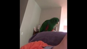 Утренние разговоры попугая эклектуса