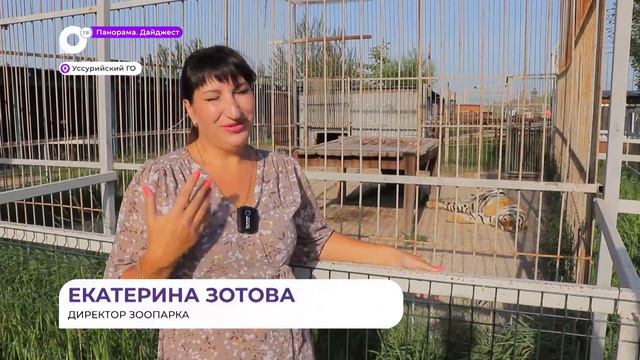 «Что нам Рио-де-Жанейро»: День тигра отметят карнавалом в Уссурийске смотреть онлайн