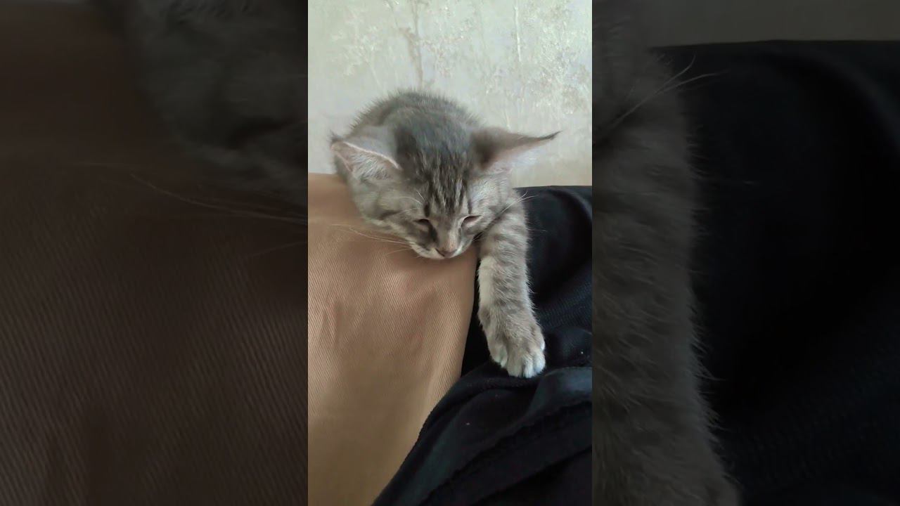 прости мой старый друг #shorts смотреть онлайн