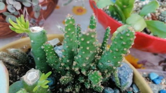 Мои комнатные цветы.Обзор всех моих суккулентных садиков.Сентябрь 2020. смотреть онлайн