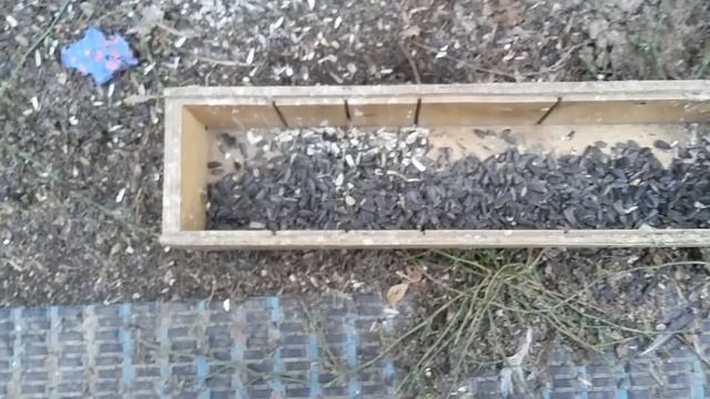 Чем кормить щеглов. Кормление щеглов. смотреть онлайн