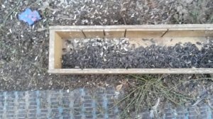 Чем кормить щеглов. Кормление щеглов.