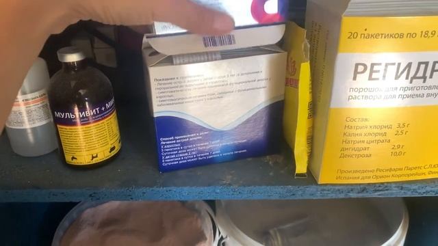 Понос у телёнка. Как лечить понос?