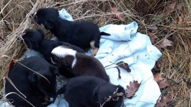 Брошенное в кустах одеяло: то, что добровольцы находят внутри, пронзает сердце смотреть онлайн