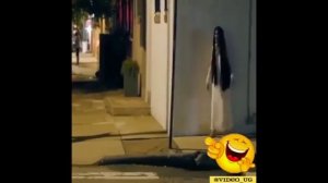 Приколы. Испуги людей и животных.mp4