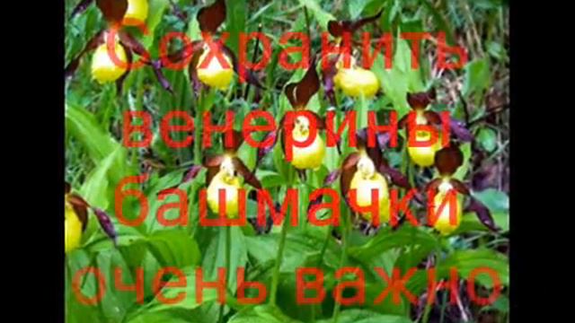 Жемчужины растительного царства смотреть онлайн