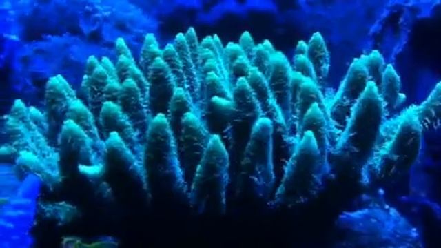 Acropora millepora смотреть онлайн