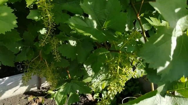 Виноград в Сибири в начале июля.#ВиноградвСибири. смотреть онлайн