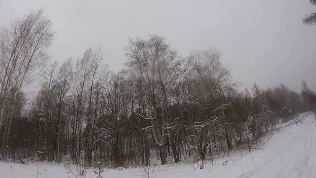 Загонная охота на лося , кабана! Трофеи добыты!!! смотреть онлайн