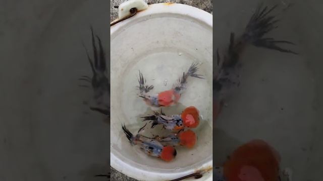 What the Cutest And Attractive Fishes, Gold Fish, Telescope eye - Most Beautiful Fish Video#512 смотреть онлайн