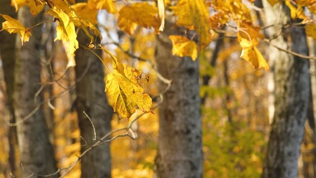 CRAZIEST WHITETAIL EVER!!! (Did He Grow Upside Down???) смотреть онлайн