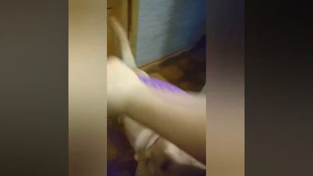 Лабрадор Атос веселится 🐶🤣🙃 смотреть онлайн
