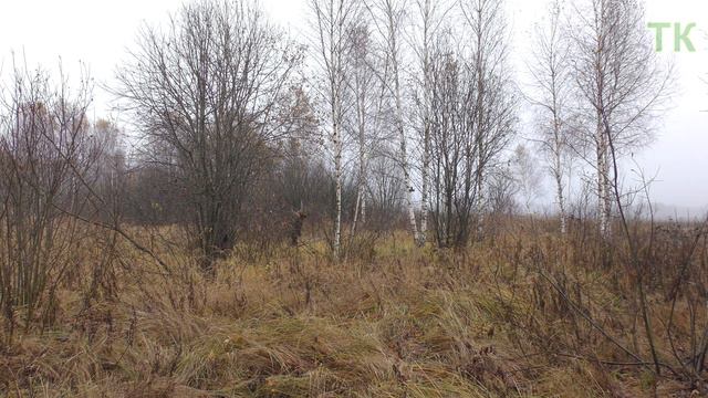 Тест камуфляжа Рыжуха (горная Флора). Осень / Camouflage test Ginger (mountain Flora). Autumn смотреть онлайн