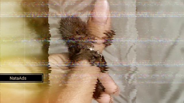 #Эта кроха – #детёныш #карликовой #игрунки из #Южной #Америки. смотреть онлайн