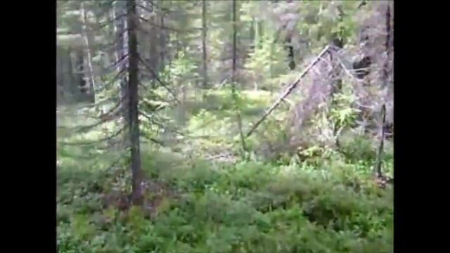 Поход за грибами (На природе в Коми! 2015) смотреть онлайн