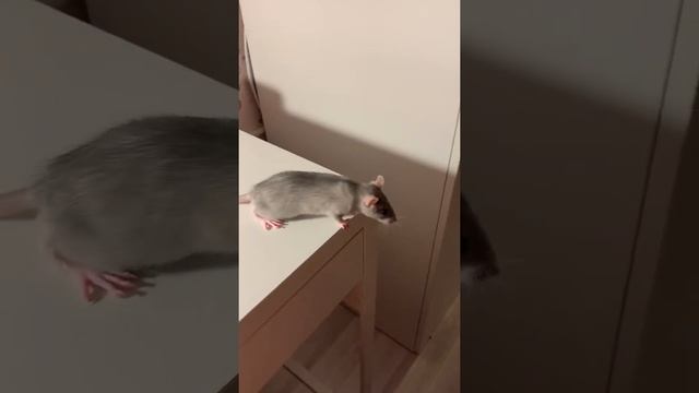 Крыса домашняя, Рикки-мальчик смотреть онлайн