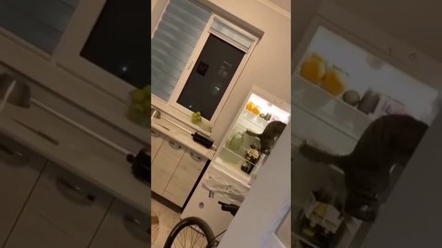 кот ворюга смотреть онлайн