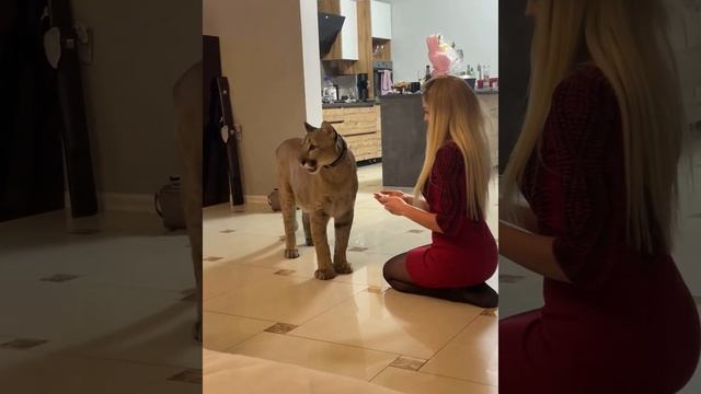 Пума кушает креветки смотреть онлайн