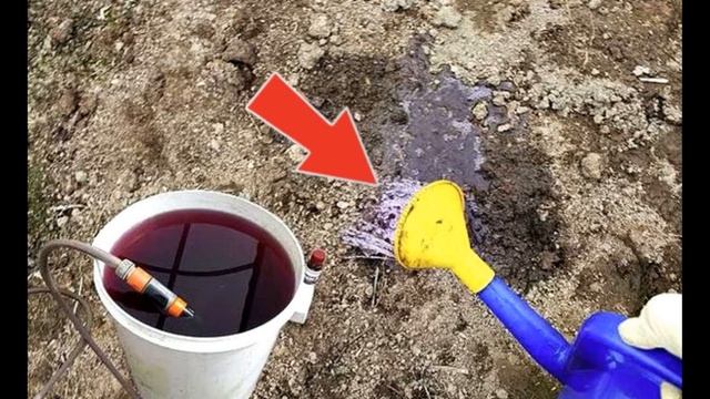 Весенний посев астры в открытый грунт