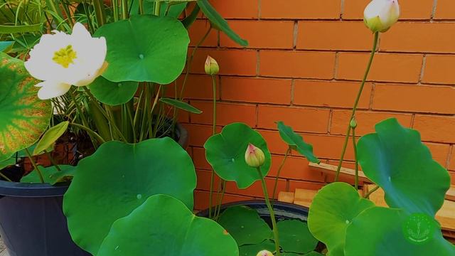 Лотос Dong Xiao