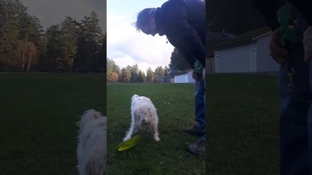 Disc Golf or dog frisbee? смотреть онлайн