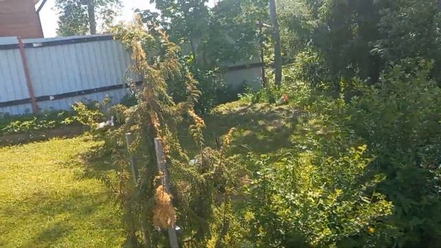 Дача север Ленобласти. 11 июня. Что растет. смотреть онлайн