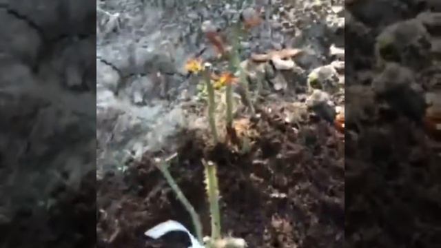 Розы.Видео отзыв о посадке роз осенью . смотреть онлайн