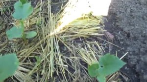 Огурцы сорта Журавлёнок