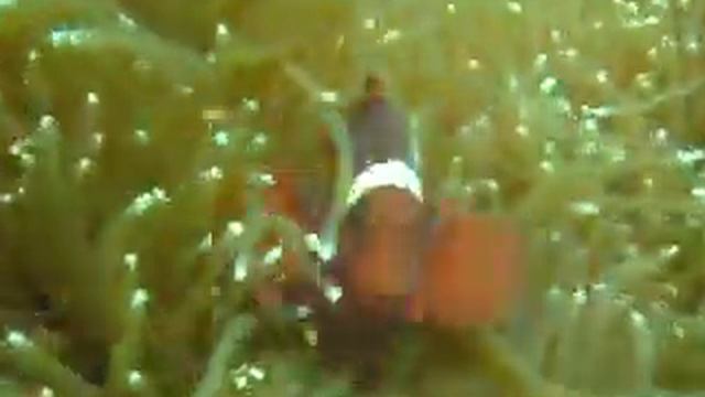 Clownfish in Anemone смотреть онлайн