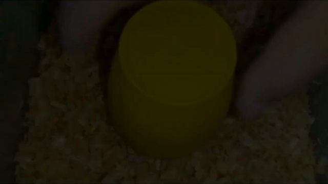 white java bird | egg to day 60 | Mujtaba's World BD| смотреть онлайн