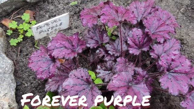 Гейхера сорт Forever purple в июне смотреть онлайн