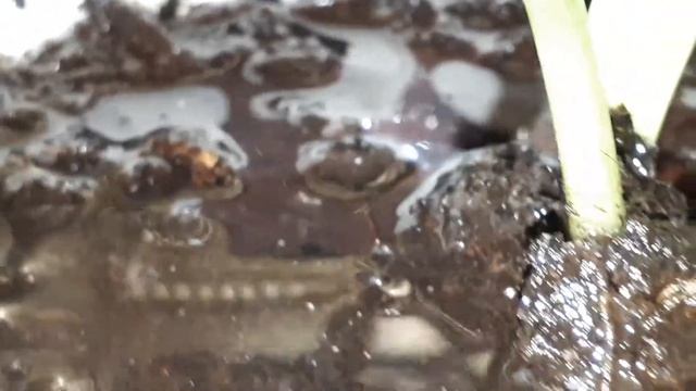После полива растения пузыристя вода рыхлая земля булькает пузырьки воздуха 20190218 001717 смотреть онлайн