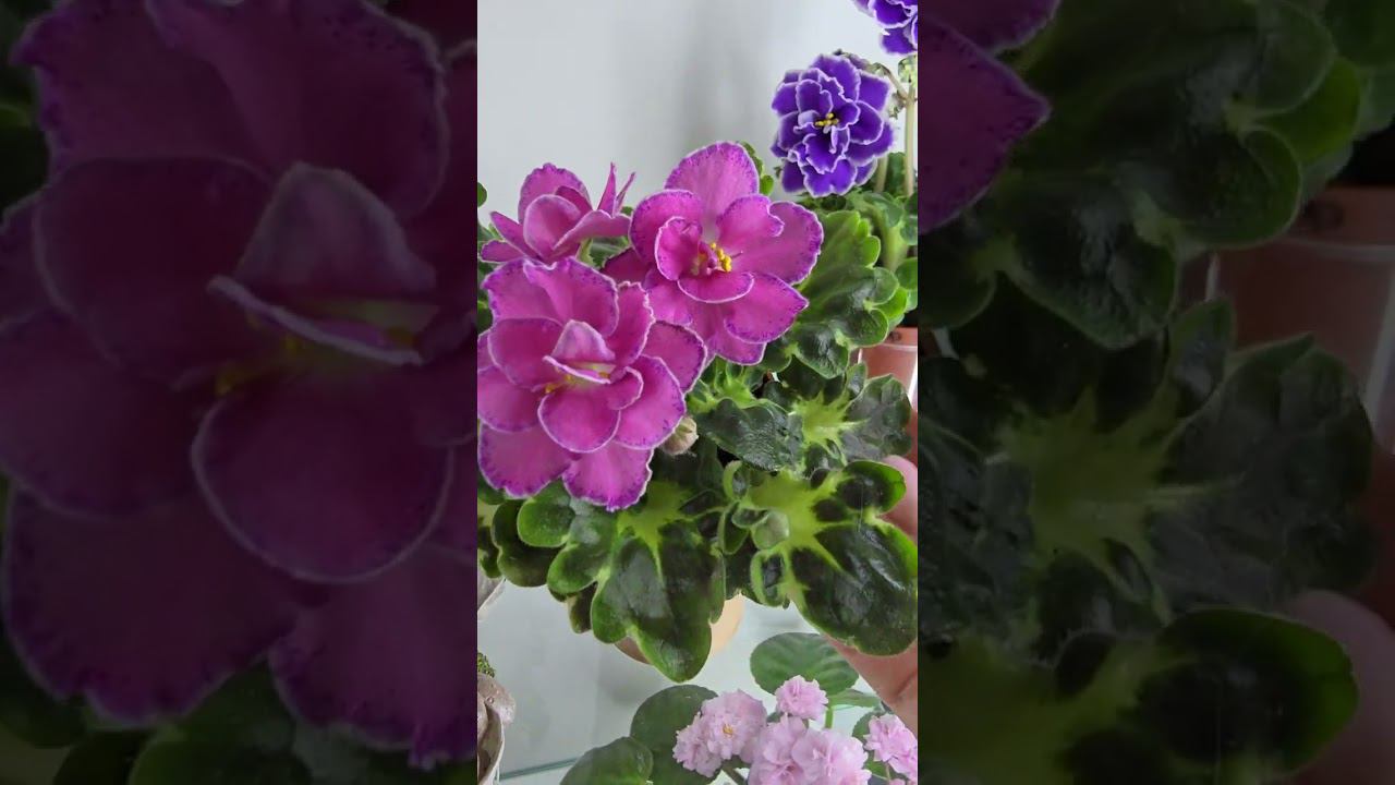 Сорта с герл листвой всегда будут заниматься особое место в нашей коллекции и моем сердце смотреть онлайн