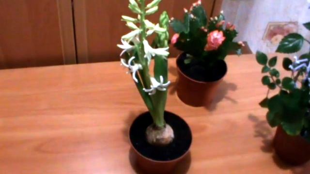 ГИАЦИНТ : ВЫРАЩИВАНИЕ И УХОД В ГОРШКЕ И В САДУ !!!