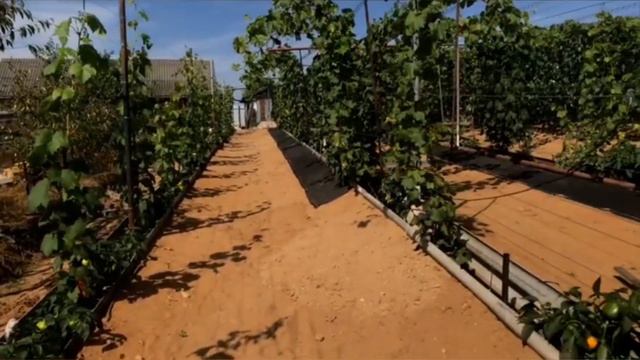 Безжалостная борьба с Милдью и Оидиумом! Защити свой виноградник от болезней! Схема обработок. смотреть онлайн