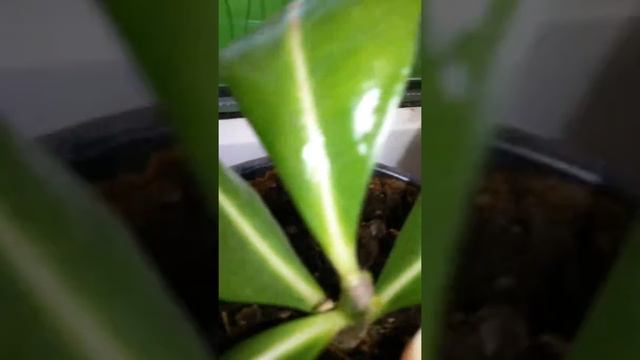 Роза пустыни или Адениум. смотреть онлайн