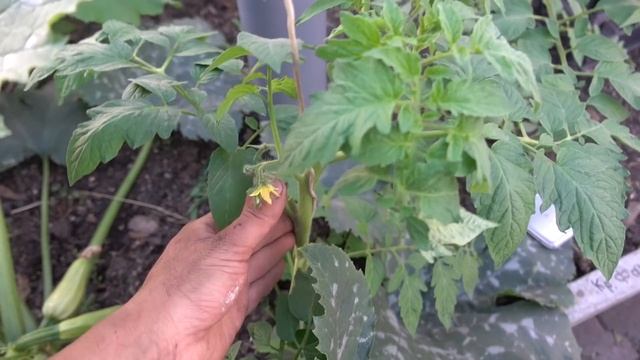 ВЫРАЩИВАНИЕ КАБАЧКОВ В ТЕПЛИЦЕ РАННЕЙ ВЕСНОЙ смотреть онлайн