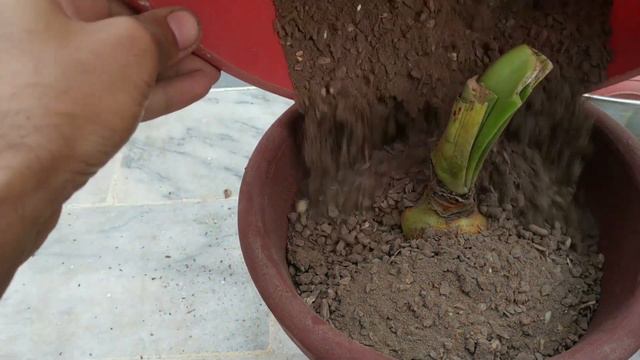 Complete Guide on Growing Amaryllis Bulb | How to grow Hippeastrum Vittatum | Start to End | MV смотреть онлайн