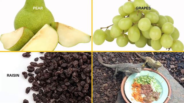 What do Bearded Dragons Eat - What to Feed Bearded Dragons - Bearded Dragons Diet смотреть онлайн