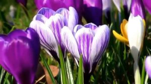 Видео красивой природы весной