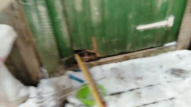 Сбежали свиньи... смотреть онлайн