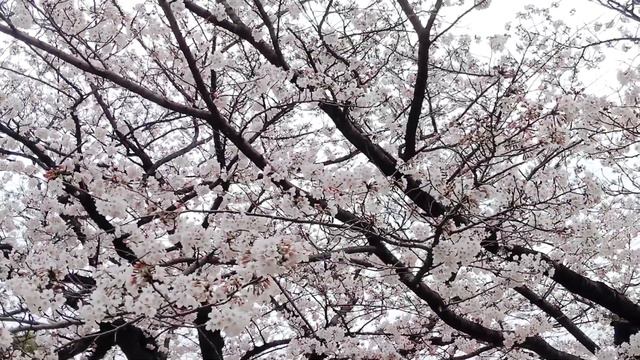 Cherry blossoms in full bloom & Gagaku(old Japanese court music) смотреть онлайн