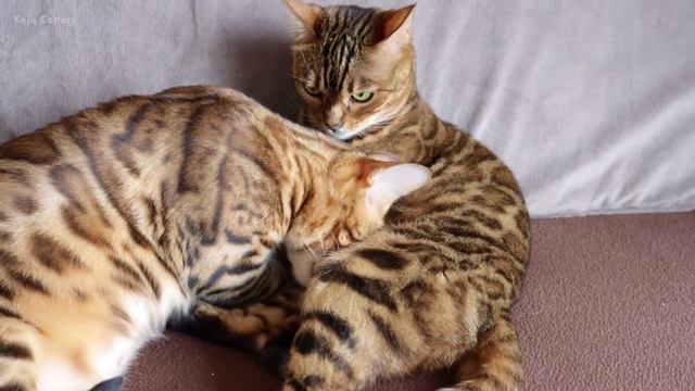 Cat in Labor Panics and Asks her Mother for Help смотреть онлайн
